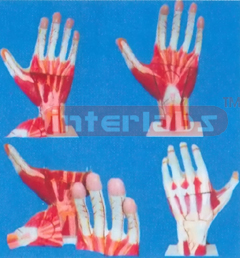 BIG HAND MUSCULAR AND SPINES MODEL (3 PCS)